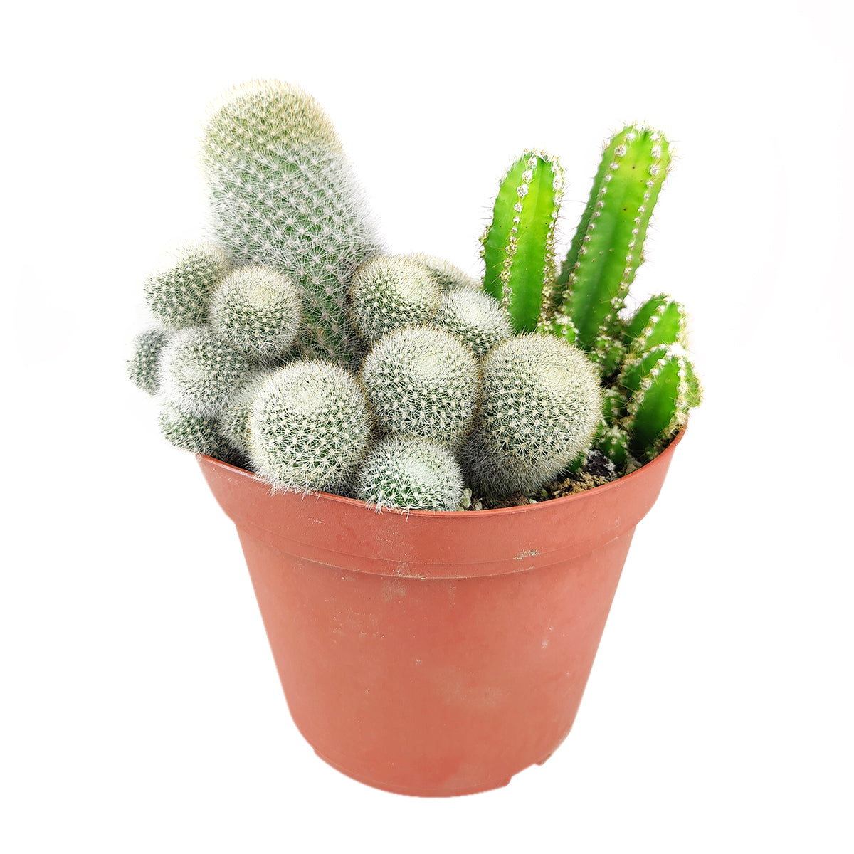 Cactus Garden Arrangement, Cacti, Random Cactus in Pot, Unique Cactus Arrangment, 3 kinds of cactus in pot for sale, unusual cactus