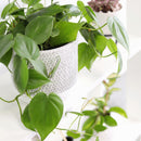 Philodendron Cordatum for sale, Philodendron Cordatum on delivery, healthy Philodendron Cordatum, Philodendron Cordatum for decoration, Philodendron Cordatum