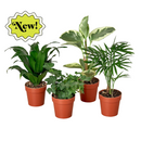 3" pot 3" tropical plant variety bundle live houseplant for sale, handpicked tropical foliage assortment, diverse leaf forms from feathery to broad, grows well in shaded corners and bright rooms alike, air purifying qualities, elegant tropical home decor accent, wonderful gift for any occasion