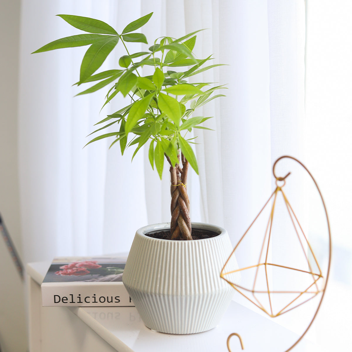money tree pen Braided Pachira Stump Money Tree