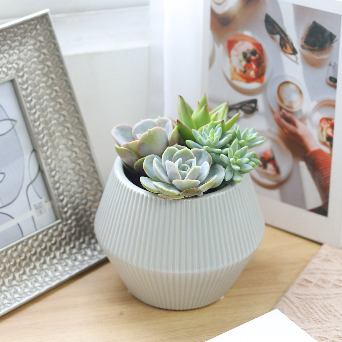 rosette succulents, colorful succulents, stunning succulent arrangement for home and office decor, succulents