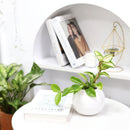 Hoya Krimson Princess, Hoya carnosa &#39;Krimson Princess&#39;, colorful foliage houseplant, vining houseplant, low-maintenance houseplant, easy to grow houseplant