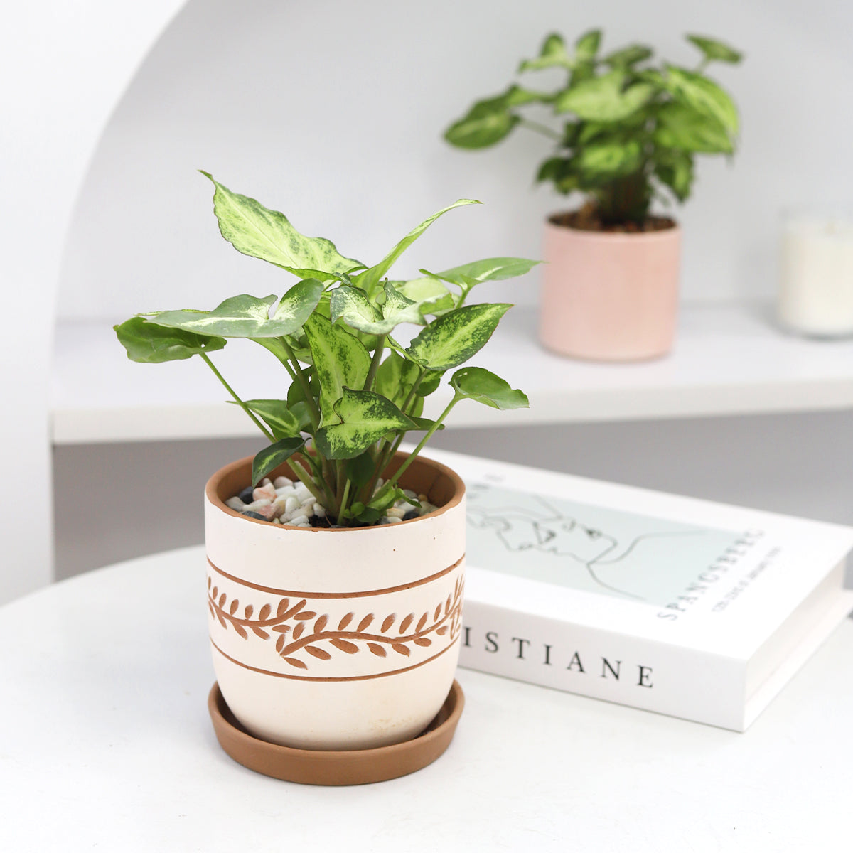 clay pot plants White Clay Horizontal Leaf Pattern Pot - Terracotta Planter for Succulent & Flower