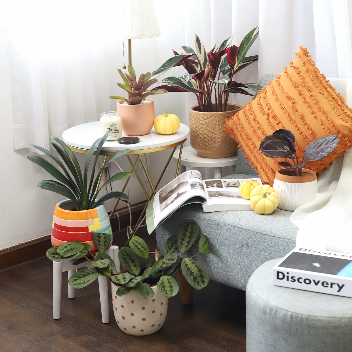 triostar calathea, calathea stromanthe triostar care, pink calathea triostar, colorful leaves houseplant, indoor plants, indoor plants near me