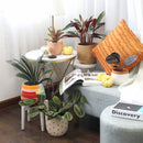 calathea triostar, 4 inch calathea triostar, Stromanthe sanguinea Triostar for sale, tropical indoor plants, houseplants near me