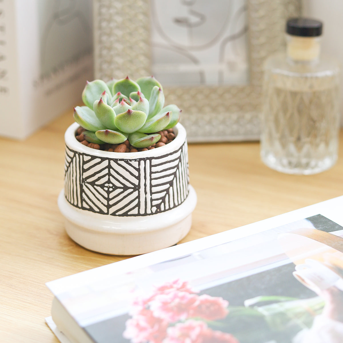 where to buy cute succulent pots Tribal Geometric Ceramic Pot | Geometric Pot for Cactus & Succulent