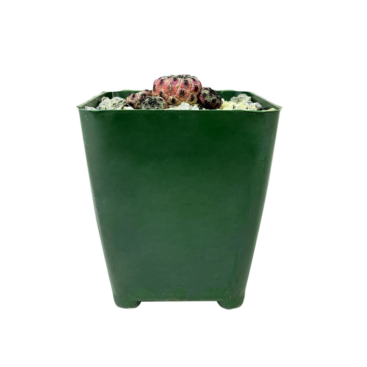 Sulcorebutia Rauschii Cactus for sale, Rare succulent plant for sale, How to care for Sulcorebutia Rauschii Cactus, Sulcorebutia Rauschii Cactus Care Guide, Tips for growing Sulcorebutia Rauschii Cactus, cactus, cactus succulent, succulent cactus, cacti, cactus and succulents, succulents box, succulent shop, buy succulents online