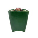 Sulcorebutia Rauschii Cactus for sale, Rare succulent plant for sale, How to care for Sulcorebutia Rauschii Cactus, Sulcorebutia Rauschii Cactus Care Guide, Tips for growing Sulcorebutia Rauschii Cactus, cactus, cactus succulent, succulent cactus, cacti, cactus and succulents, succulents box, succulent shop, buy succulents online