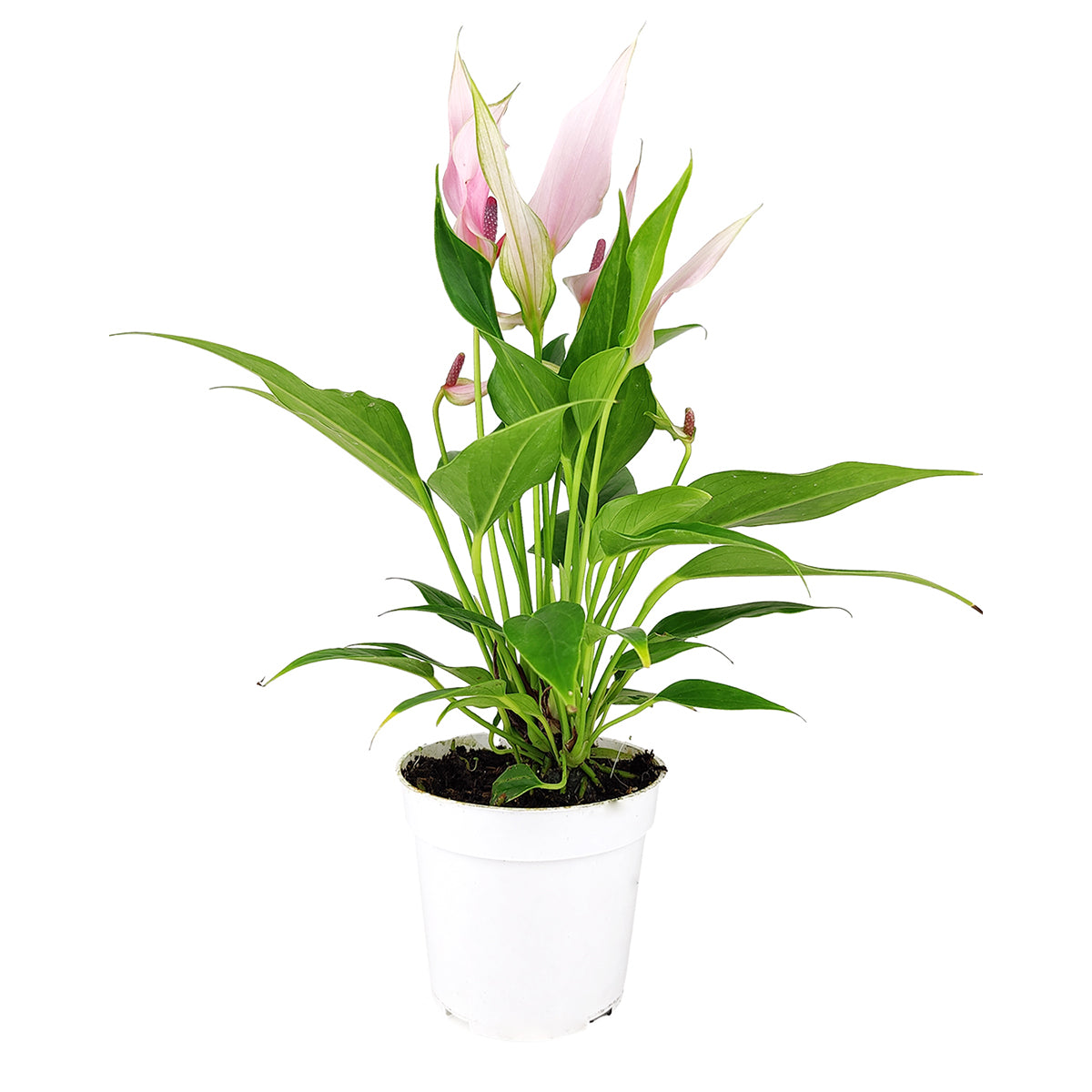 Anthurium Lilli Pink, Anthurium Flowers, Flowering Houseplants, Colorful Flowering Houseplants, Indoor Houseplants, Air Purifying Houseplant, Best Plants for Beginners, How to Care for Anthurium Plant, Easy Care Houseplant