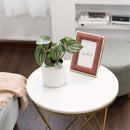 Peperomia Watermelon for sale, how to care for peperomia watermelon, medium to bright light peperomia plant, easy care flowering houseplant, compact plant for small spaces