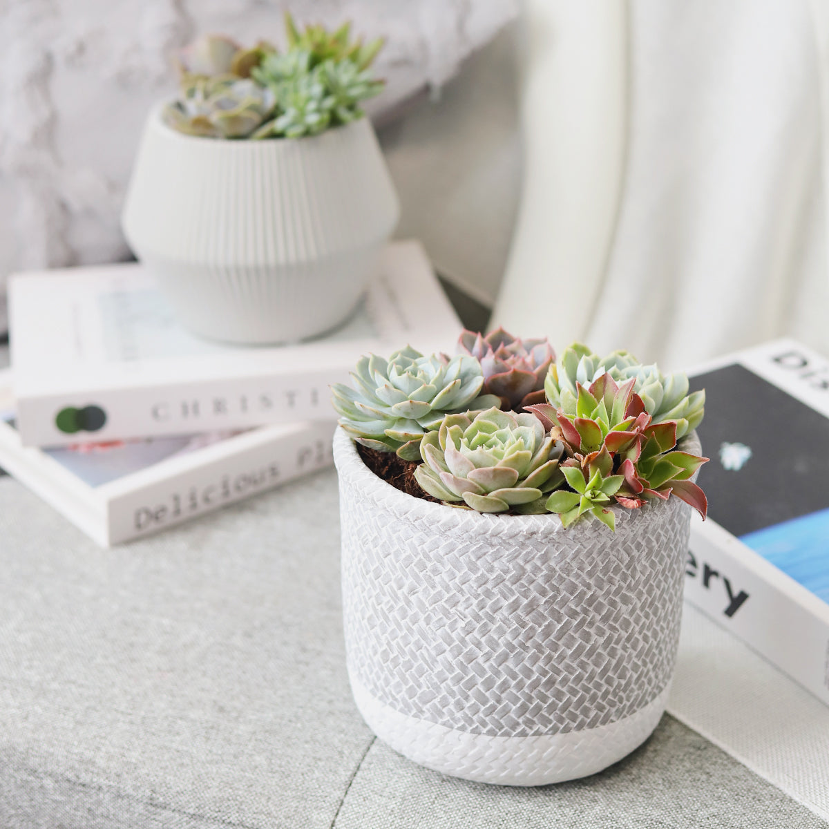 delicious succulent Succulent Arrangement in Grey Reed Cement Planter