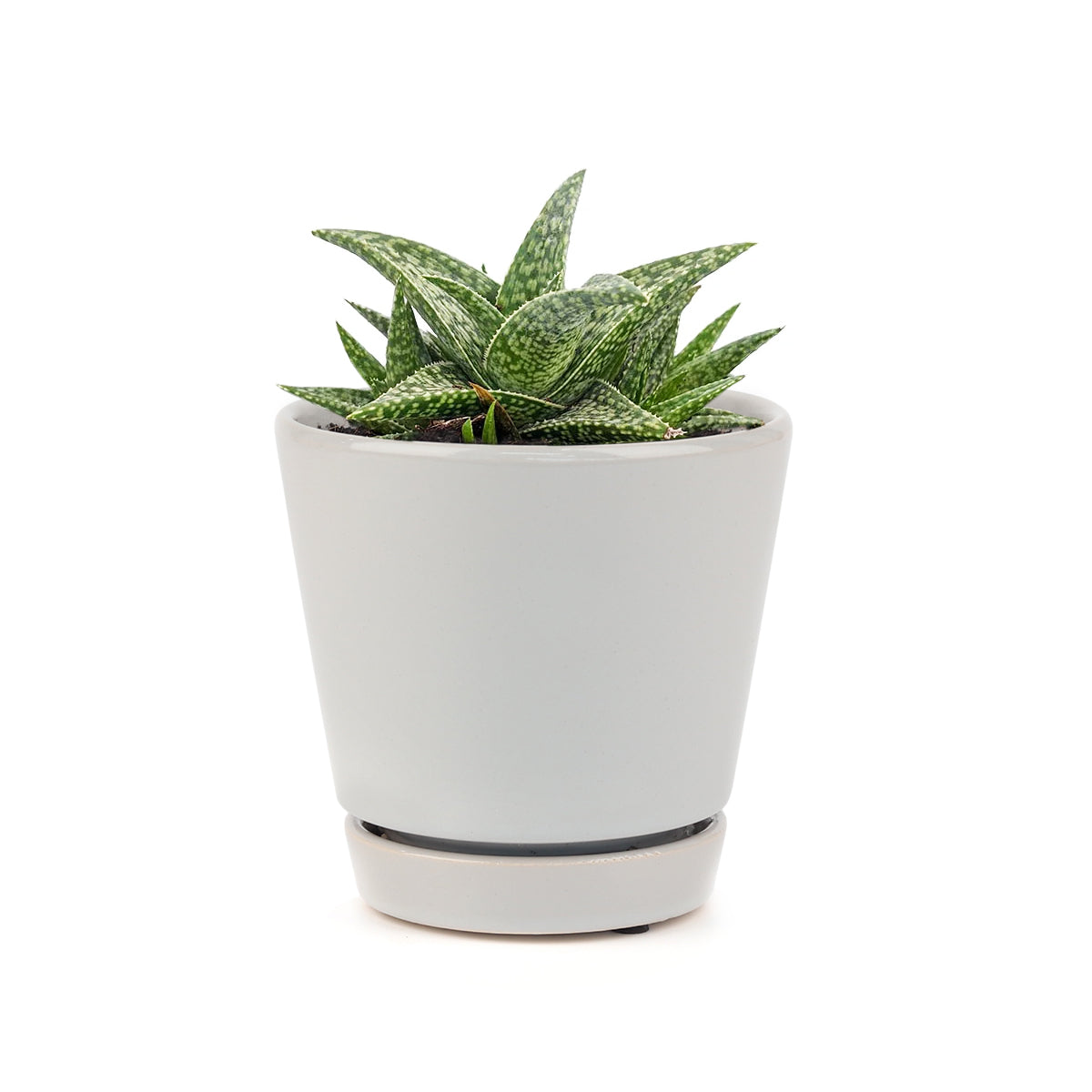 White fox aloe for sale, succulent care tips, succulents store in CA, how to grow succulents, Rare succulents, Succulents shop near me