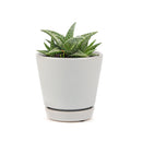 White fox aloe for sale, succulent care tips, succulents store in CA, how to grow succulents, Rare succulents, Succulents shop near me, cactus, succulent care, succulents garden, White fox aloe in California, How to grow White fox aloe, colorful foliage succulent