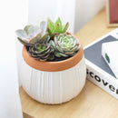 Succulent Arrangement in White Ceramic Planter with Terracotta Rim