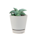 succulent plant, succulent care tips, how to grow succulents, Succulents shop near me, Rare succulents, Succulents, succulents garden, cactus, Gasteria ox tongue in California, How to grow Gasteria ox tongue