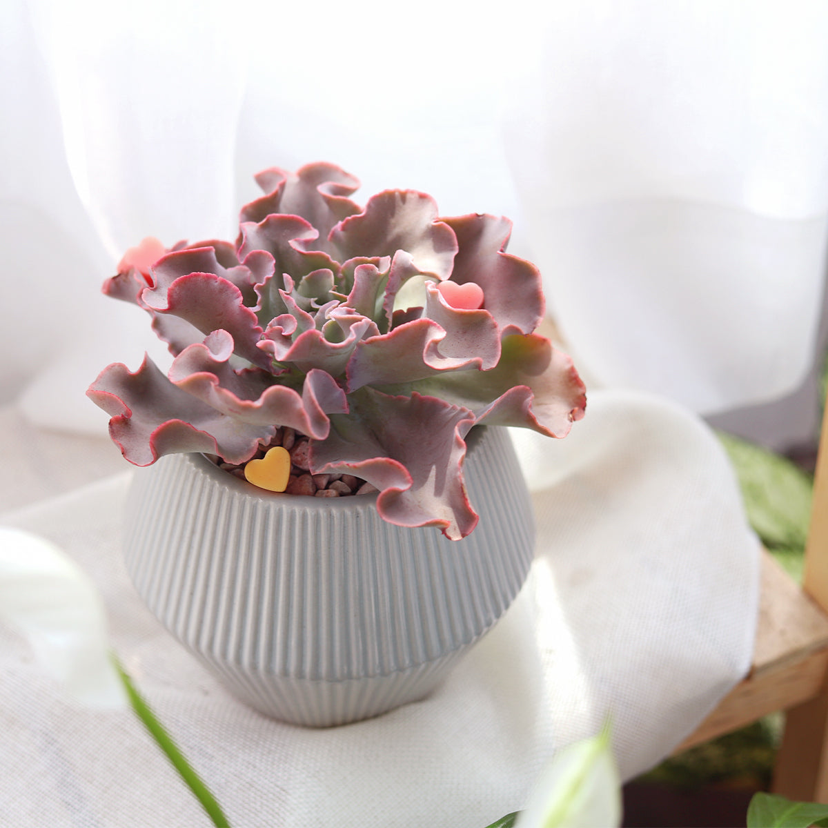 Echeveria The Rose Purple Scallop Succulent | Unique Succulent