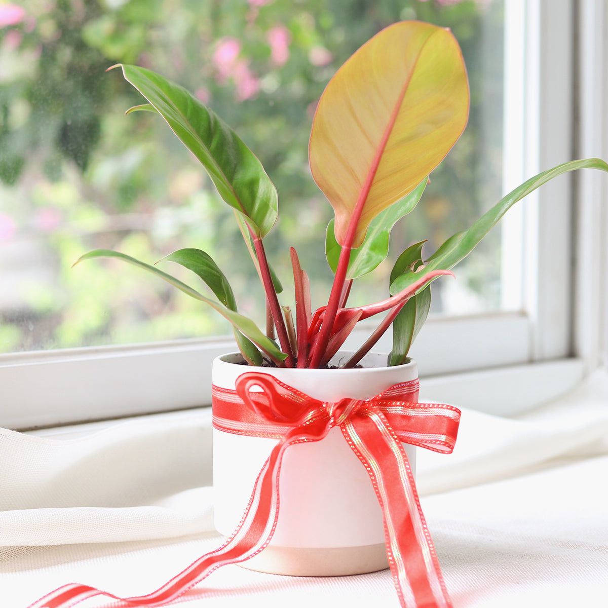 Philodendron Cherry Red Plant for Sale, Buy Houseplants Online, Plant Christmas Holiday Decor Ideas