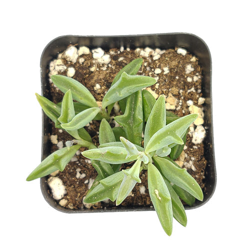 dolphin shaped succulent String of Dolphins Succulent For Sale