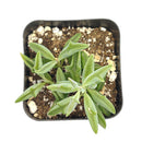 String of Dolphins Plant for sale, Senecio Peregrinus Succulent for sale, Dolphins Necklace Plant, Rare Succulents, Trailing Hanging Plant, Dolphins Succulent with Care Guide, How to grow String of Dolphins Plant, How to care String of Dolphins Succulent, Indoor Succulent Plant, Outdoor Succulents, Succulent Gift Box for Sale