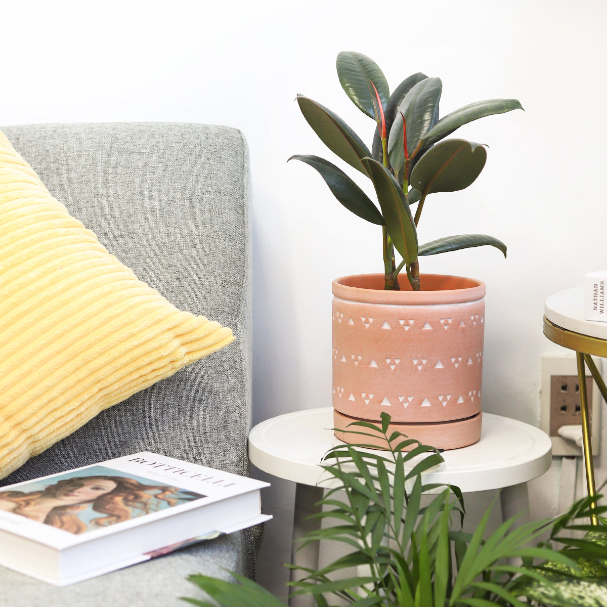 Shop Burgundy Rubber Houseplants