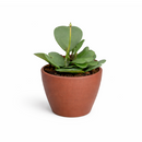 Hoya Heart care guide, Hoya Heart for sale, Hoya heart near me, Hoya Kerrii, Hoya Kerrii Heart, Sweetheart Hoya, Valentine plants, Heart-shaped plants, types of houseplants, low light houseplants, easy to grow houseplants