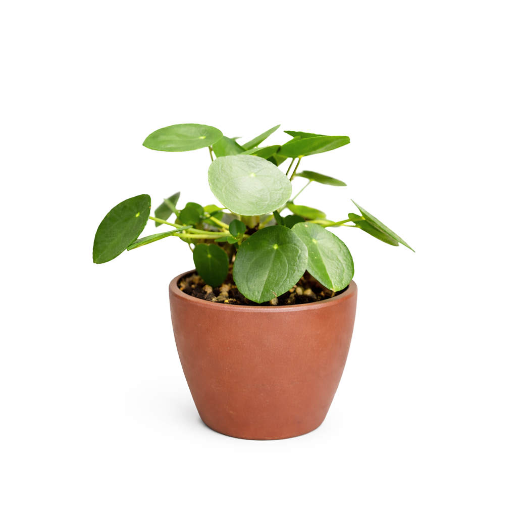 Pilea peperomioides, Chinese Money Plant, perennial herb plant, unique foliage houseplant, easy to care for plants for beginners