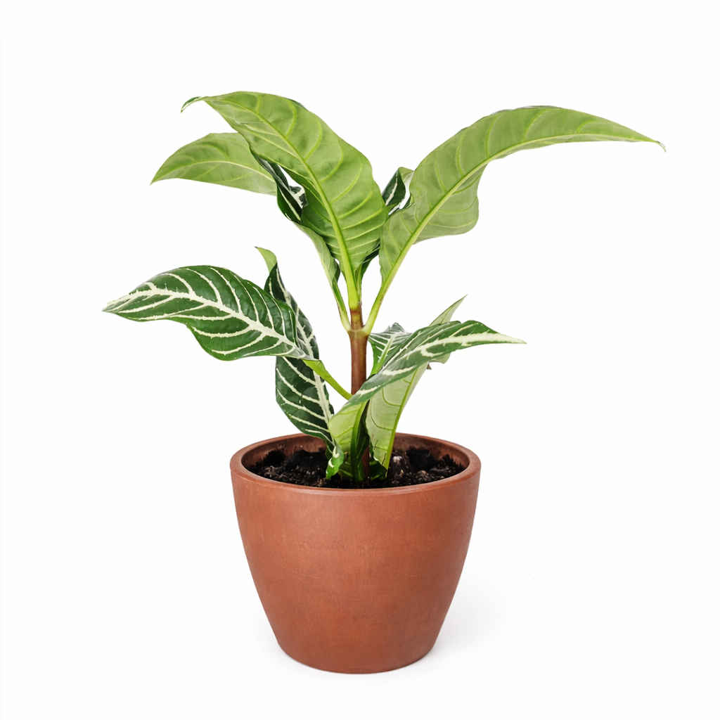 Aphelandra Zebra Plant, Aphelandra squarrosa, Zebra Plant, Snow White Plant, Saffron Spike Zebra, unusual houseplant, colorful foliage houseplant, exotic houseplant, Flowering Houseplants