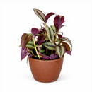 How to care for Tradescantia Zebrina, the most colorful trailing houseplant, bright light houseplant, variegated foliage