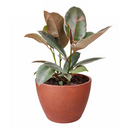 Ficus Elastica Ruby Pink Rubber Tree Delivery, Easy to care houseplant for beginner, Best Feng Shui Plants for your home office, how to care for ficus houseplant, colorful indoor houseplant for sale