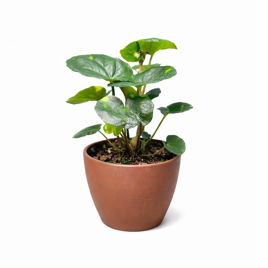 Farfugium japonicum ‘Firefly’ Leopard Plant with Spotted Foliage 6in Grower Pot, Indoor Leopard Plant Live for Gifting
