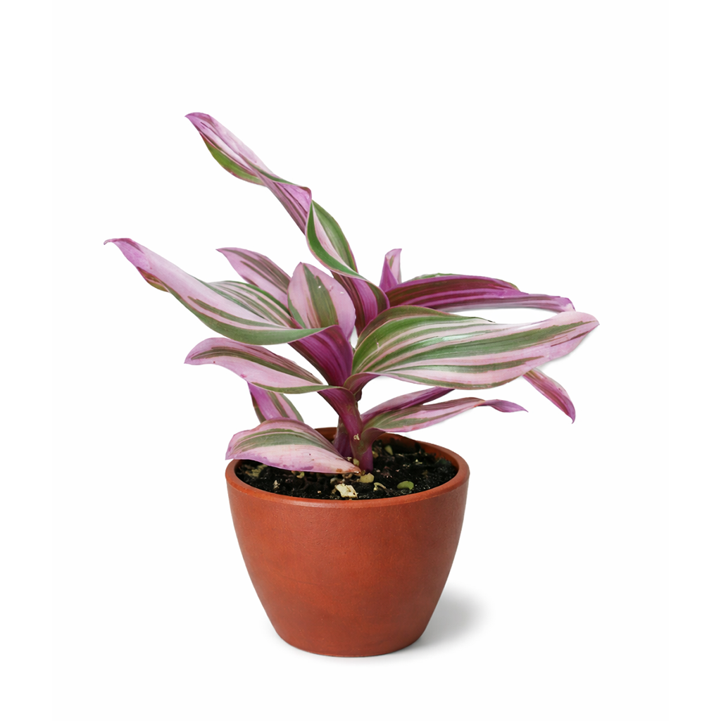 best place to buy plants near me, Tradescantia Nanouk, most beautiful houseplants, colorful houseplants, pink and purple foliage houseplants, bright light plants