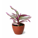 best place to buy plants near me, Tradescantia Nanouk, most beautiful houseplants, colorful houseplants, pink and purple foliage houseplants, bright light plants