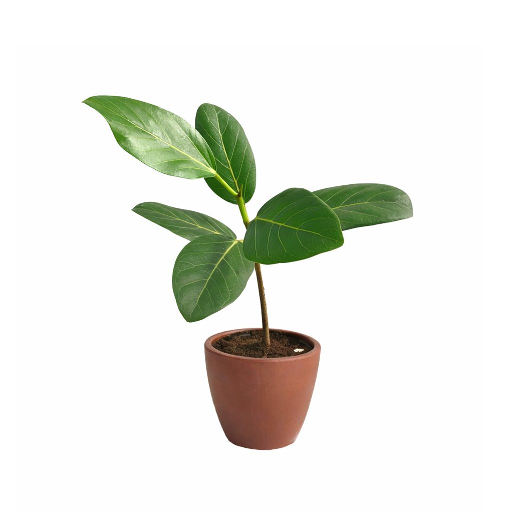 4 inch Ficus 'Audrey' in white ceramic decorative pot, easy to grow indoor plants, Ficus 'Audrey' for sale