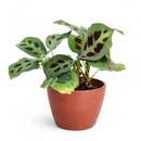 Maranta Green Prayer Plant, Rabbit Tracks for sale online, Easy to grow houseplants, Types of Colorful Foliage Plants, indoor houseplant, colorful foliage houseplant