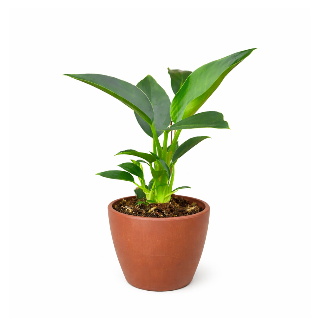 congo plant indoor Philodendron Congo Green
