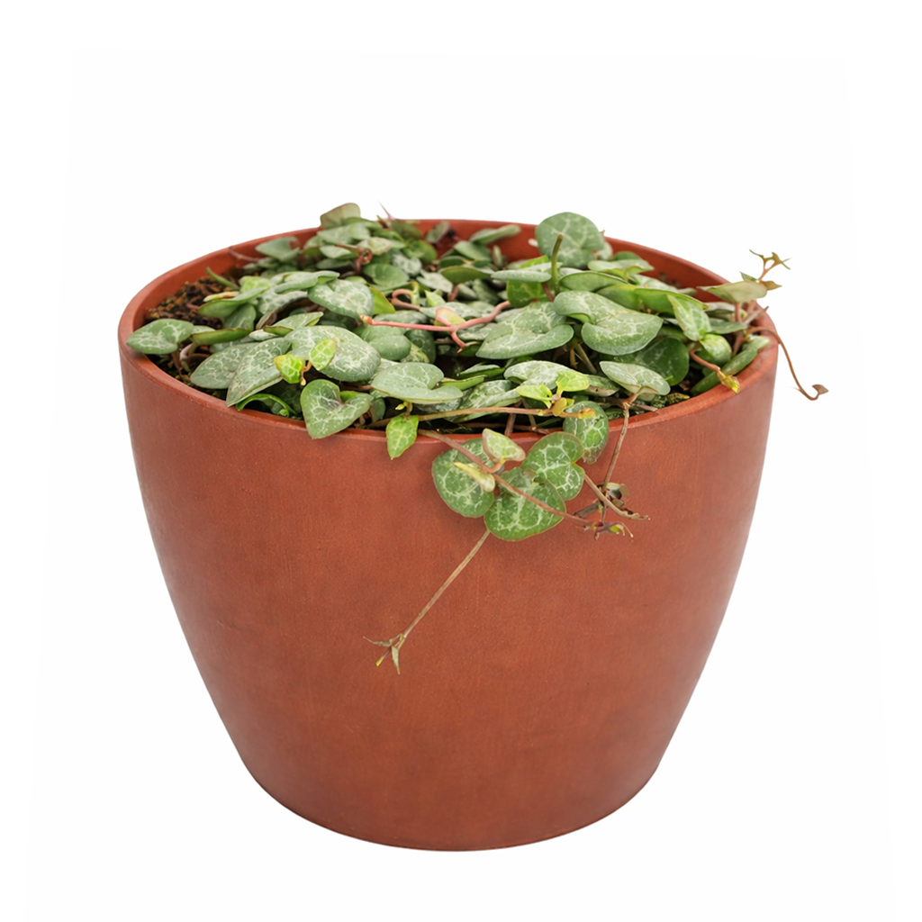 ceropegia succulents Buy String Of Hearts Plant Online: RARE Ceropegia Woodii Succulent