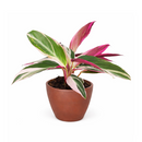 calathea triostar, calathea stromanthe triostar, stromanthe sanguinea triostar, stromanthe sanguinea triostar near me, stromanthe sanguinea triostar for sale, stromanthe sanguinea triostar in ca, tropical indoor plant, pink tropical plant