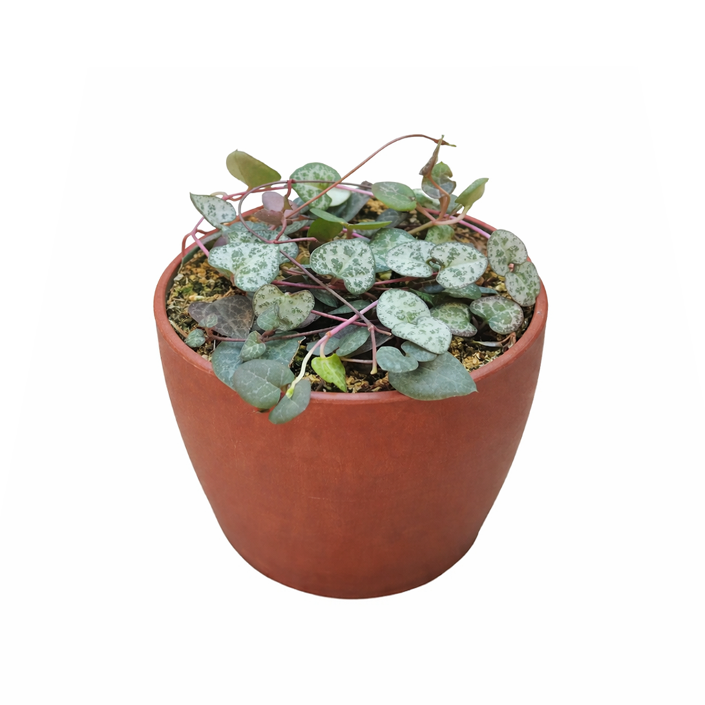 ceropegia succulents Buy String Of Hearts Plant Online: RARE Ceropegia Woodii Succulent 4" Pot by Succulents Box
