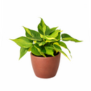 Philodendron Cordatum Brasil, philodendron cordatum heartleaf, Philodendron Cordatum Brasil for sale, best place to buy house plants online