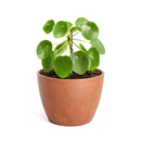 Pilea peperomioides, Chinese Money Plant, perennial herb plant, unique foliage houseplant, easy to care for plants for beginners