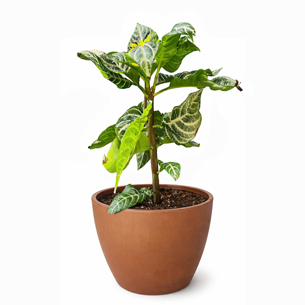 zebra plant indoor care Aphelandra Zebra Plant - Aphelandra Squarrosa - Zebra Plant Care Tips
