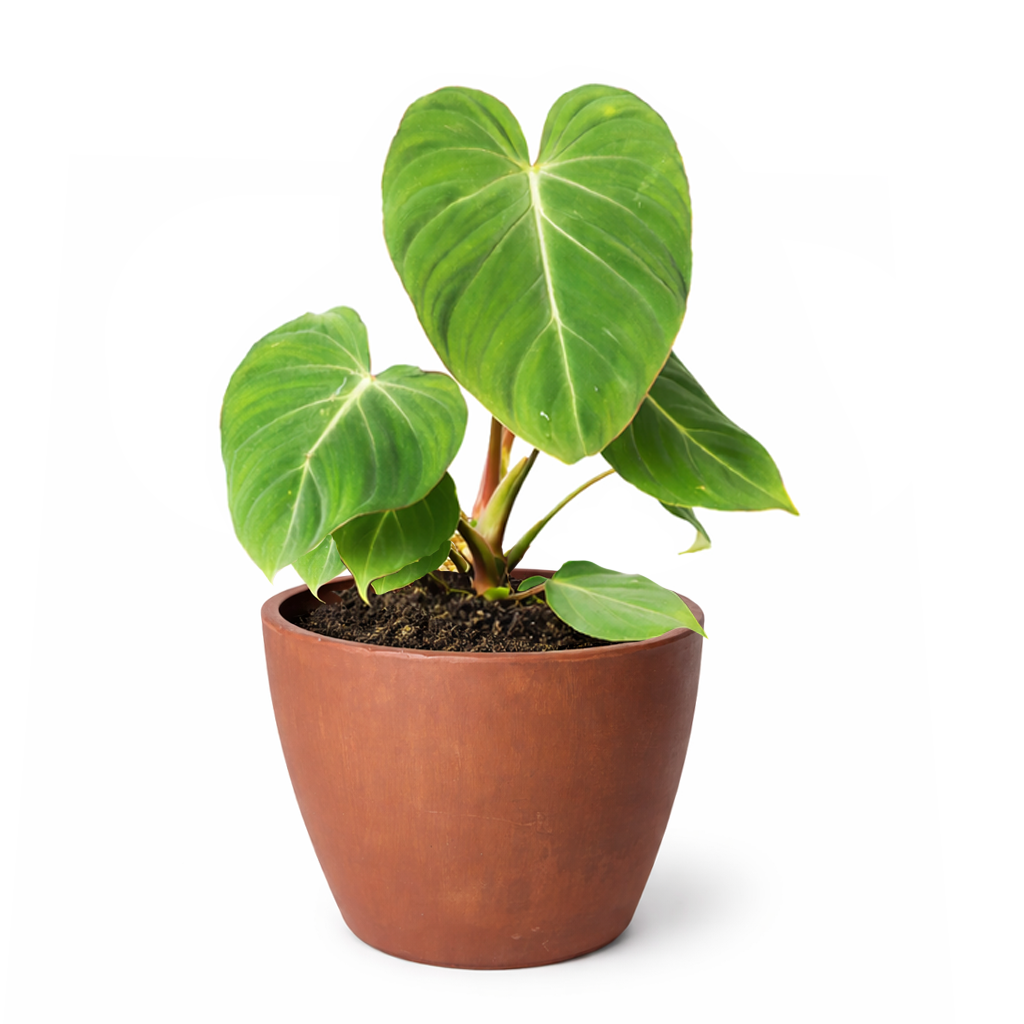 philodendron gloriosum kaufen Philodendron Gloriosum Heart-shaped Leaves, Easy Care Indoor Plants