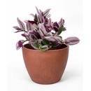 best place to buy plants near me, Tradescantia Nanouk, most beautiful houseplants, colorful houseplants, pink and purple foliage houseplants, bright light plants
