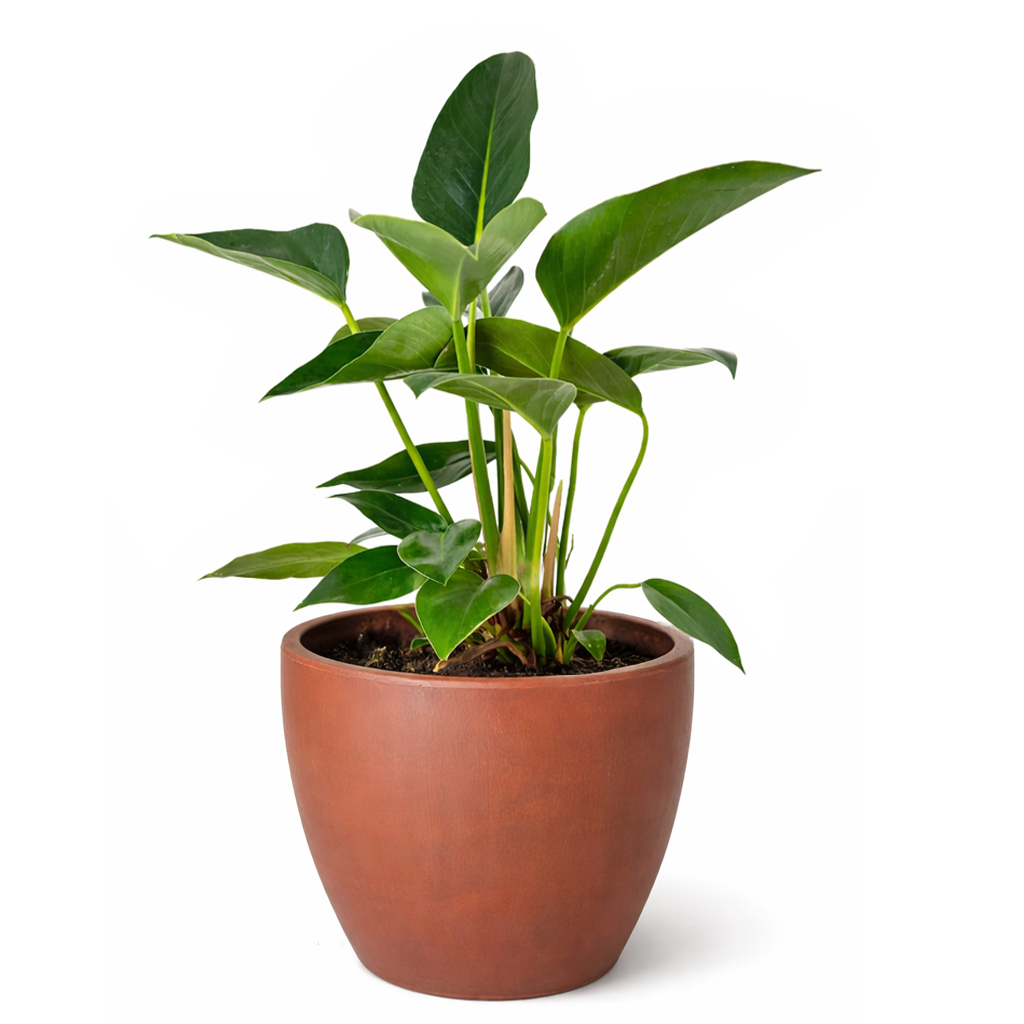 Philodendron Congo Green 6 inch for sale online, Rare foliage plant for home office decor, Fast-growing plant with a striking glossy heart-shaped foliage
