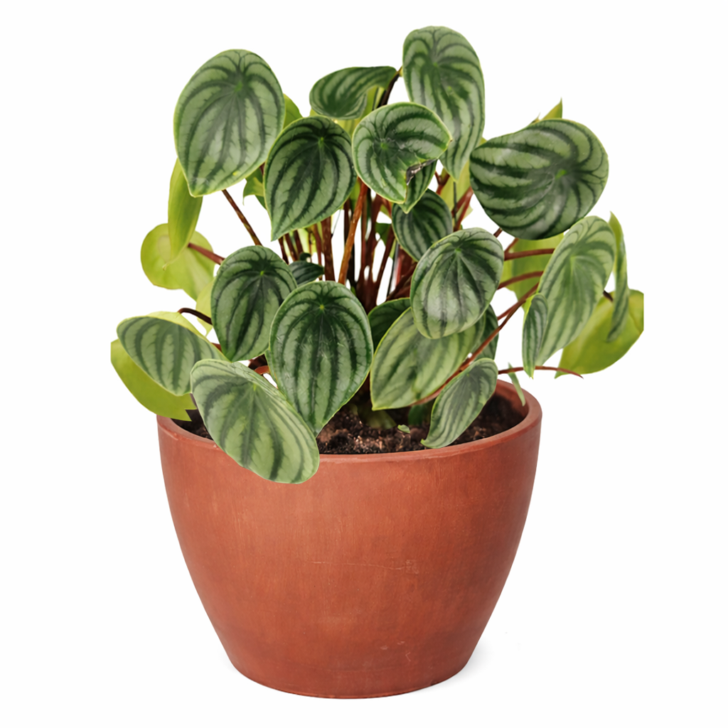 houseplant for sale, easy to care houseplant for home and office decoration, Peperomia Watermelon for sale