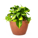 Philodendron Cordatum Brasil, philodendron cordatum heartleaf, Philodendron Cordatum Brasil for sale, best place to buy house plants online