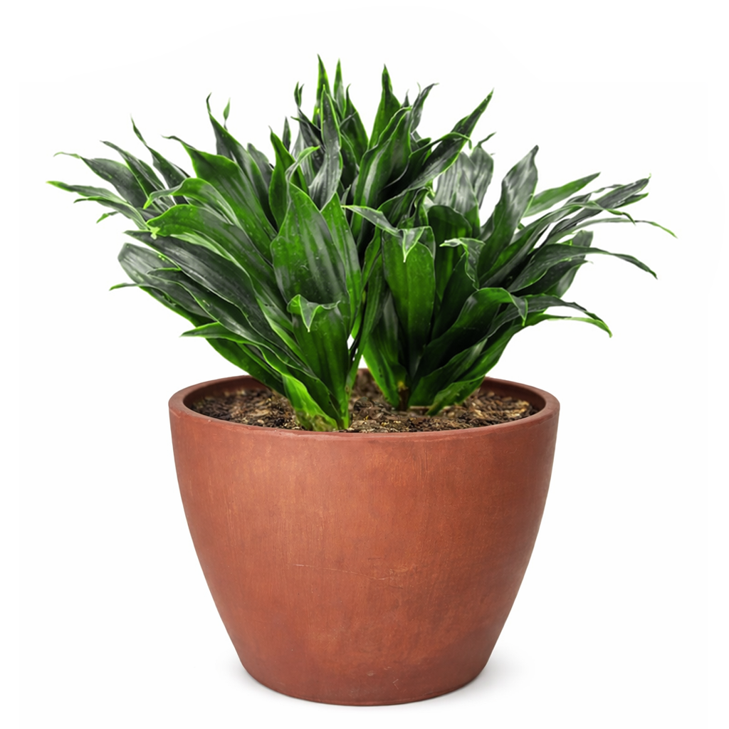 Dracaena Deremensis Janet Craig Compacta 6 inch plant for sale, Buy air purifying houseplants online