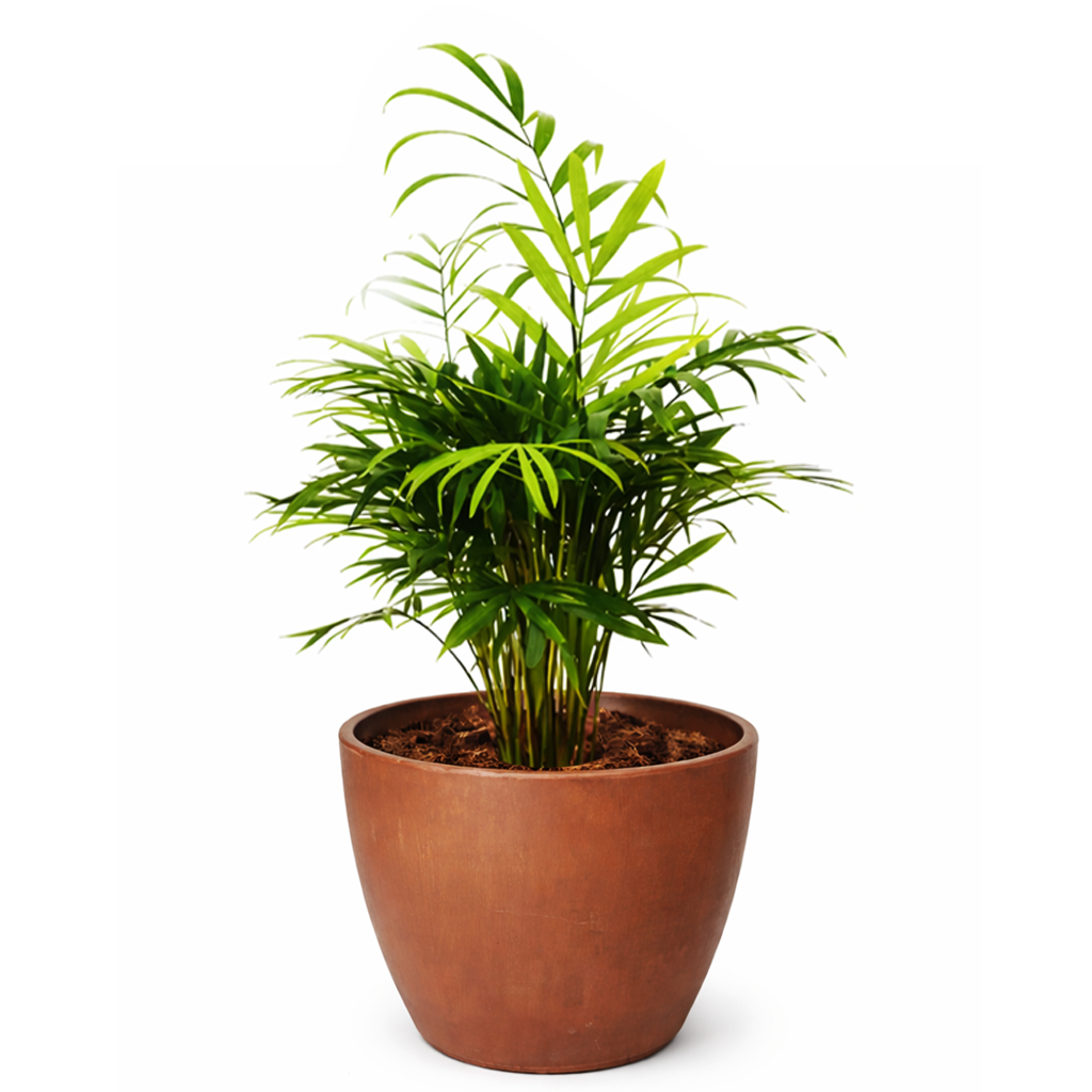 parlor palm light needs Parlor Palm Neanthe Bella Palm - Air Purifying Live Houseplant