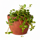  Peperomia Hope care guide, medium-light houseplant, houseplant for hanging baskets, light and watering requirement for Peperomia Hope