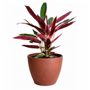 calathea triostar, calathea stromanthe triostar, stromanthe sanguinea triostar, stromanthe sanguinea triostar near me, stromanthe sanguinea triostar for sale, stromanthe sanguinea triostar in ca, tropical indoor plant, pink tropical plant